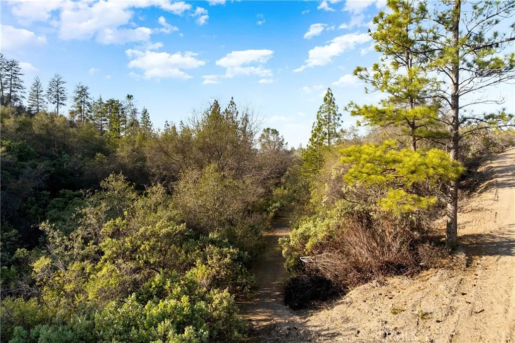 1 Ridge View Drive Sutter Creek, CA 95685 - Photo 18 of 25 a view of a yard with trees