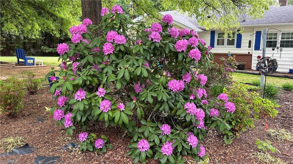 416 Cory Road High Point, NC 27265 - Photo 21 of 21 Gorgeous flowering shrub