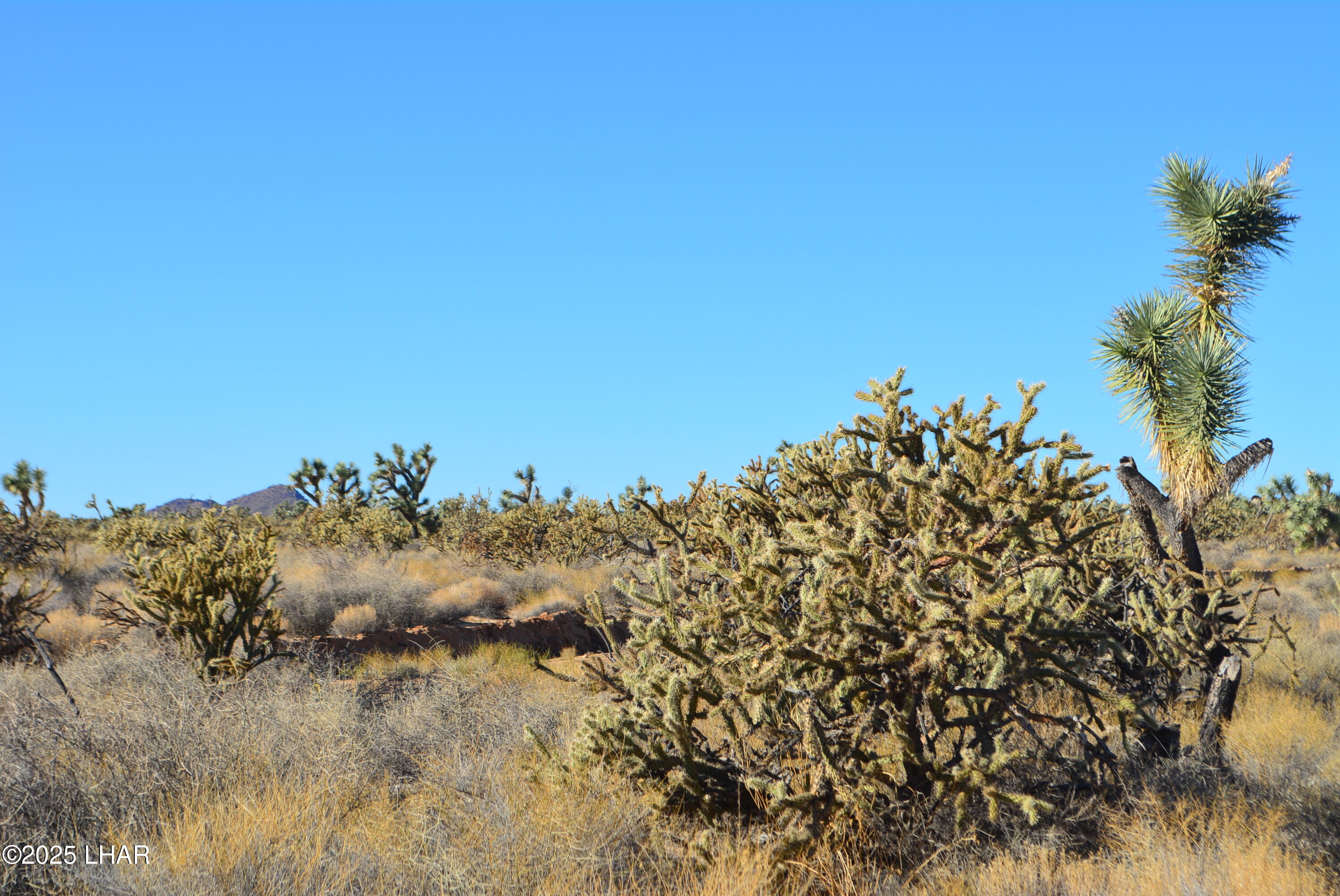 11900 Alan Road Yucca, AZ 86438 - Photo 23 of 93 DSC_0363