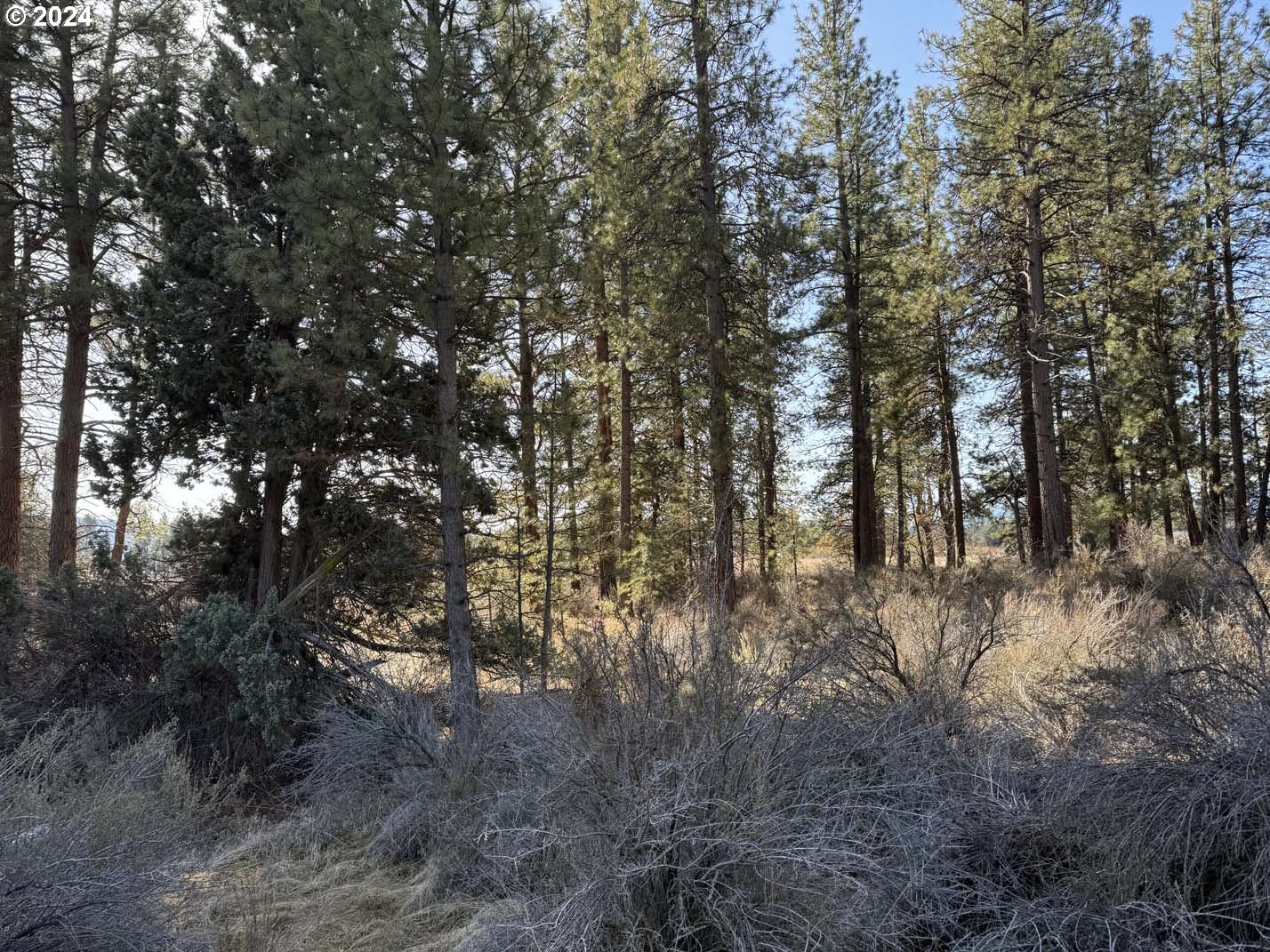 Copperfield Drive Chiloquin, OR 97624 - Photo 1 of 36 a view of forest