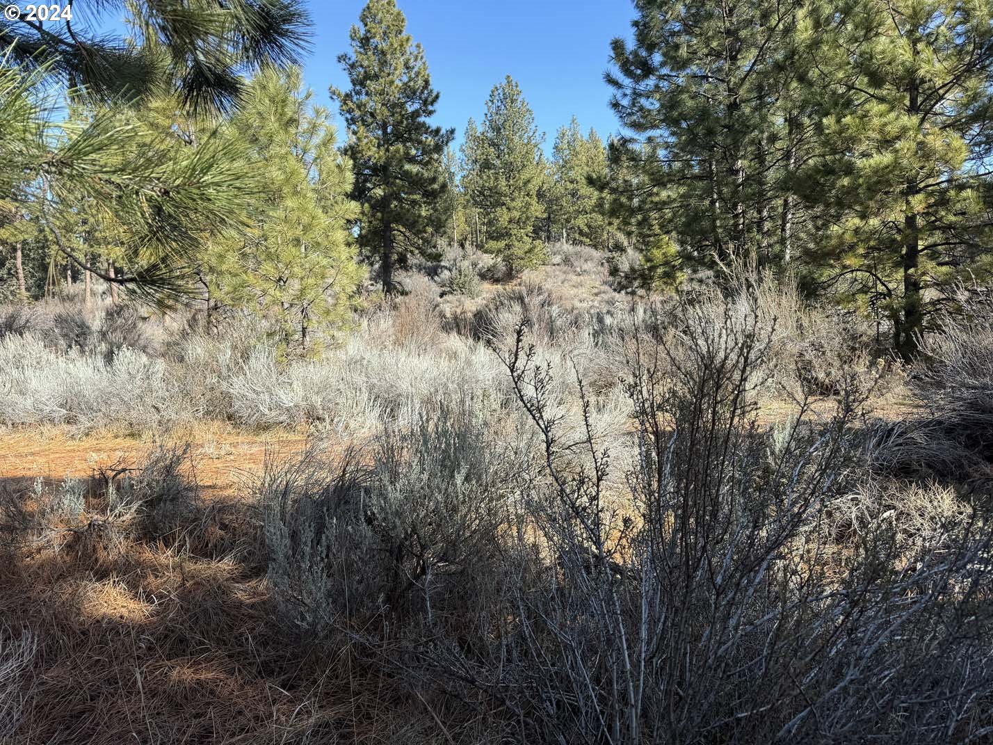 Copperfield Drive Chiloquin, OR 97624 - Photo 11 of 36 a view of a forest with a tree