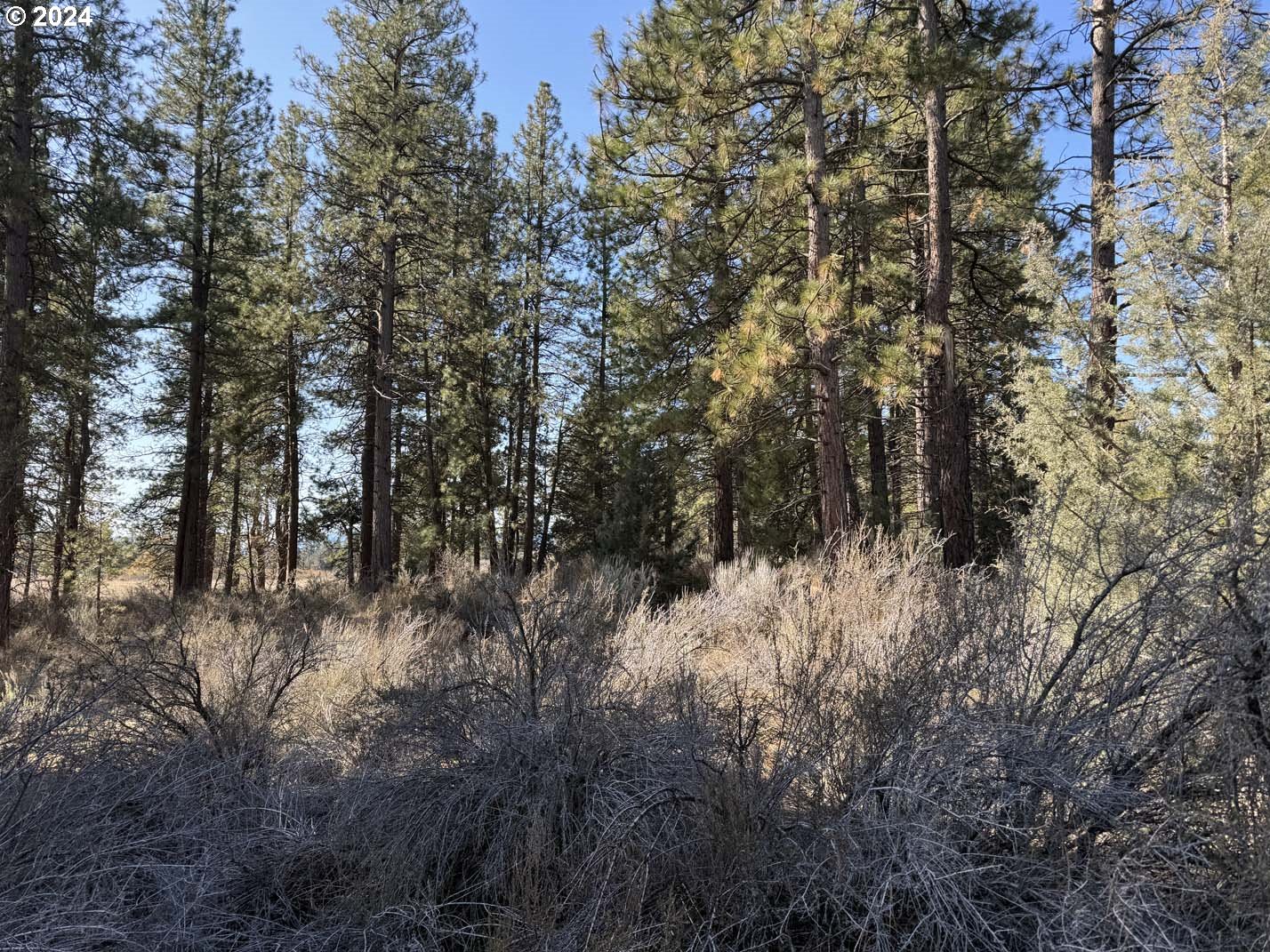 Copperfield Drive Chiloquin, OR 97624 - Photo 12 of 36 a view of a forest with lots of trees