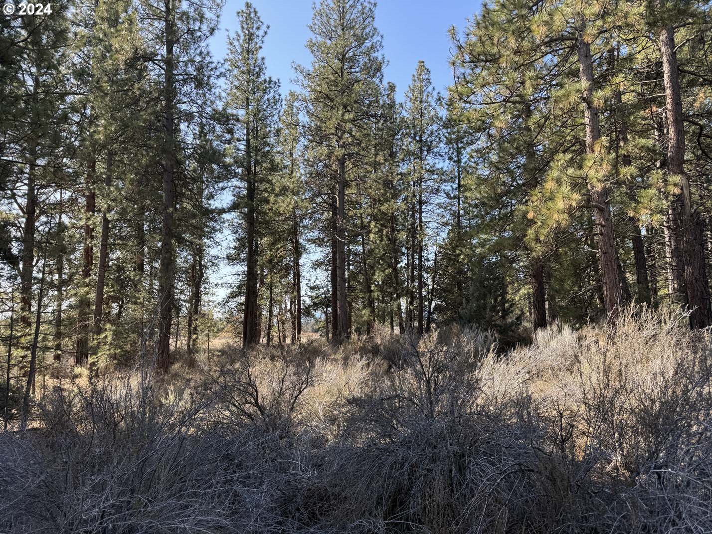 Copperfield Drive Chiloquin, OR 97624 - Photo 13 of 36 a view of a forest with a tree