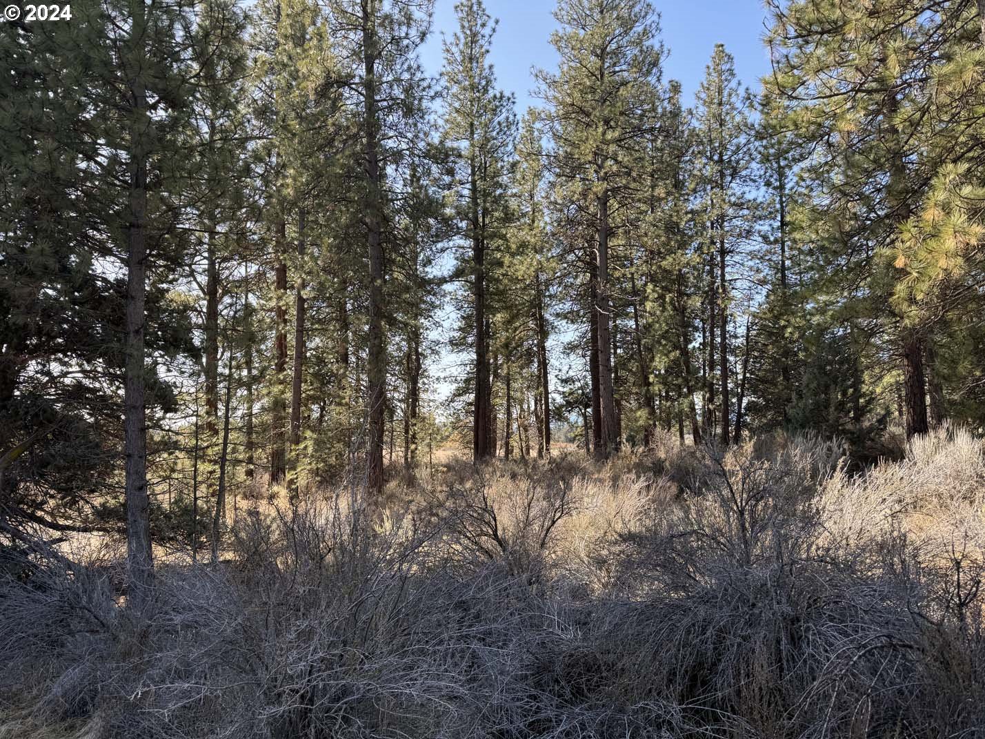 Copperfield Drive Chiloquin, OR 97624 - Photo 14 of 36 a view of forest