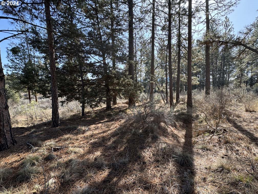 Copperfield Drive Chiloquin, OR 97624 - Photo 15 of 36 a view of a forest filled with trees
