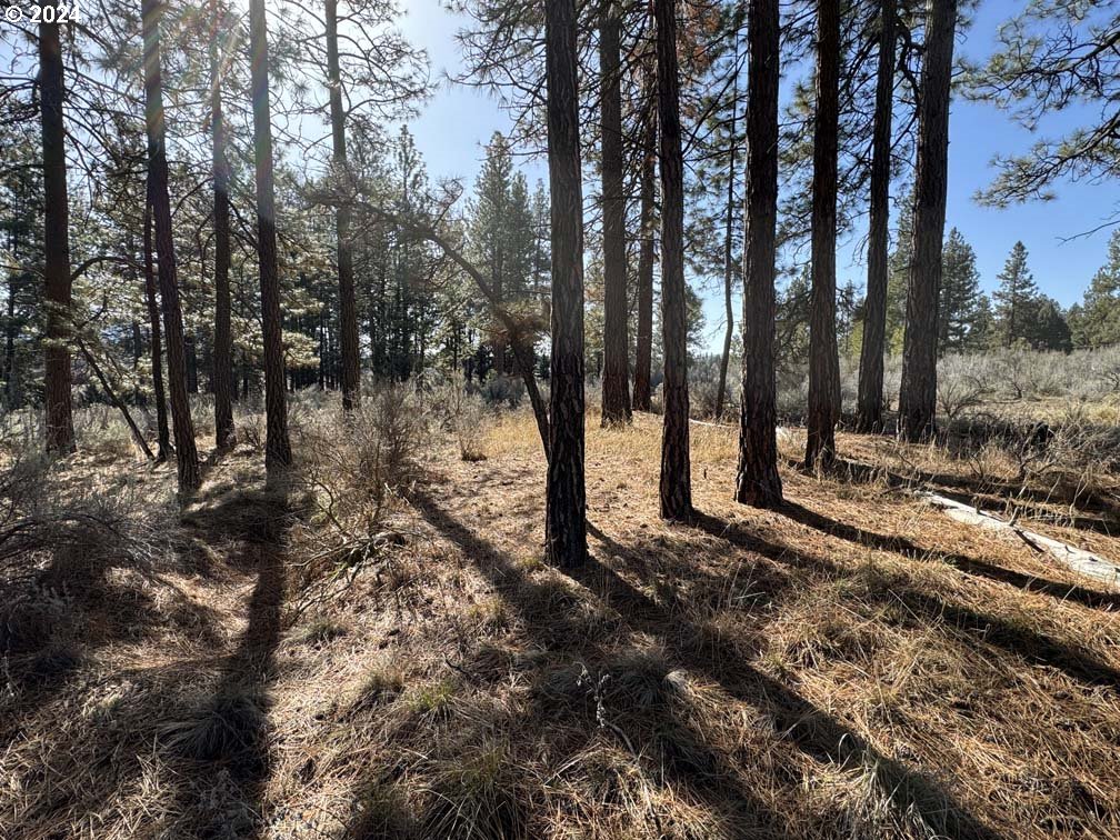 Copperfield Drive Chiloquin, OR 97624 - Photo 17 of 36 a view of a forest covered with trees