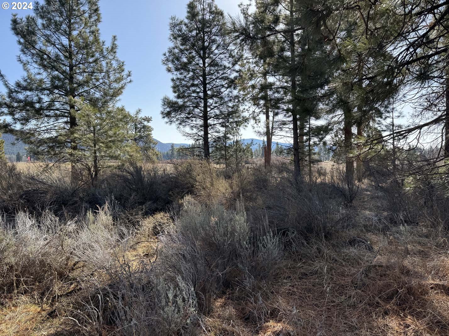 Copperfield Drive Chiloquin, OR 97624 - Photo 2 of 36 a view of a forest with a tree