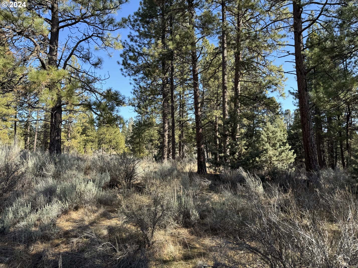 Copperfield Drive Chiloquin, OR 97624 - Photo 23 of 36 a view of forest