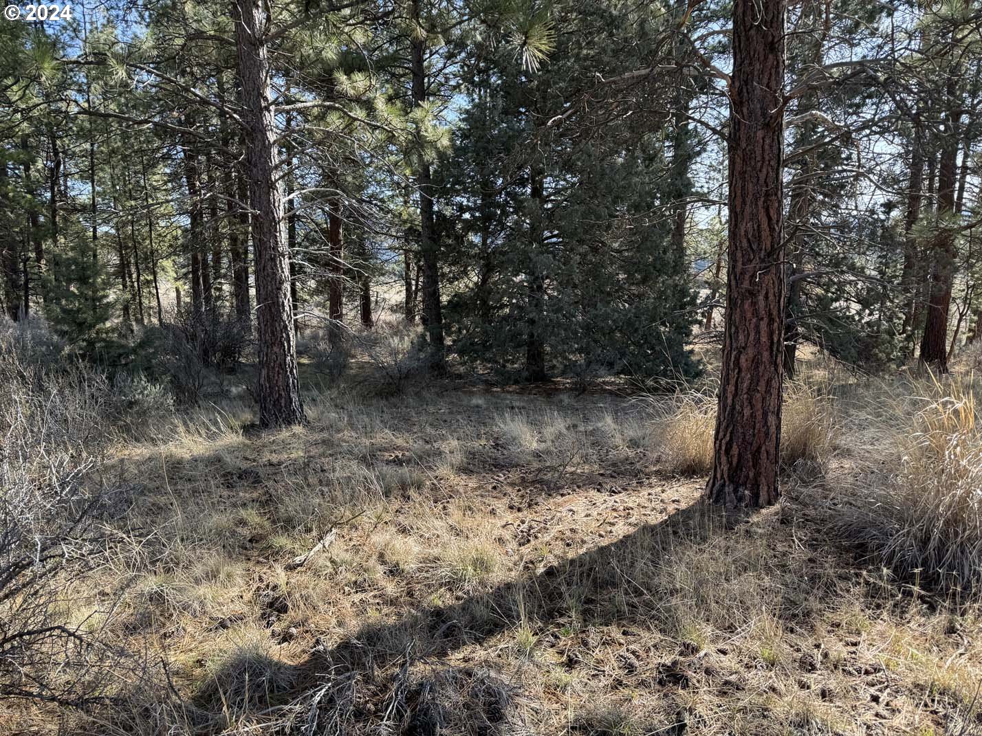 Copperfield Drive Chiloquin, OR 97624 - Photo 25 of 36 a view of a forest