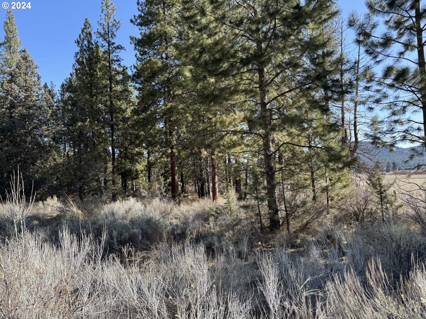 Copperfield Drive Chiloquin, OR 97624 - Photo 30 of 36 a view of a lush green forest with lots of trees
