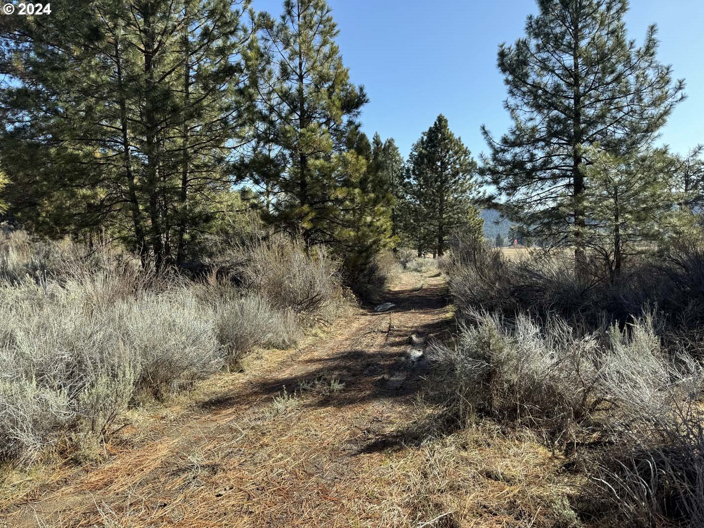 Copperfield Drive Chiloquin, OR 97624 - Photo 3 of 36 a view of a forest with trees