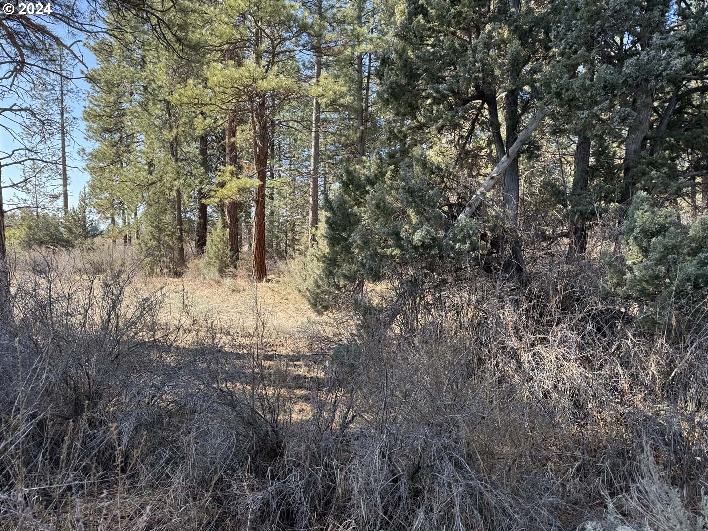 Copperfield Drive Chiloquin, OR 97624 - Photo 4 of 36 a view of a forest that has large trees