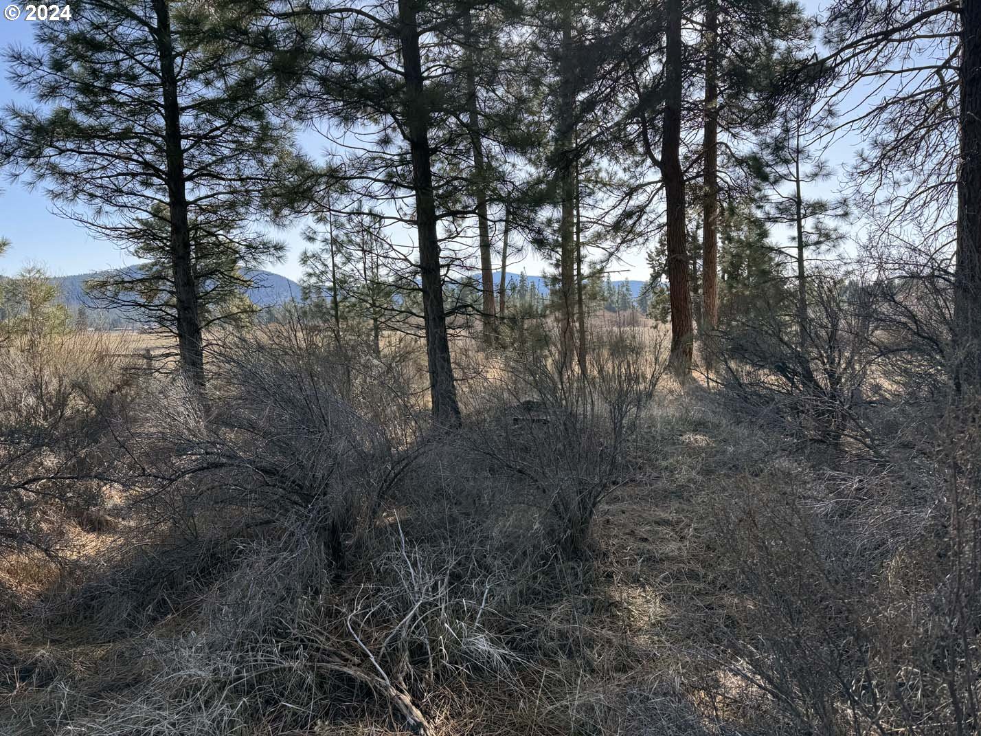 Copperfield Drive Chiloquin, OR 97624 - Photo 8 of 36 a view of forest