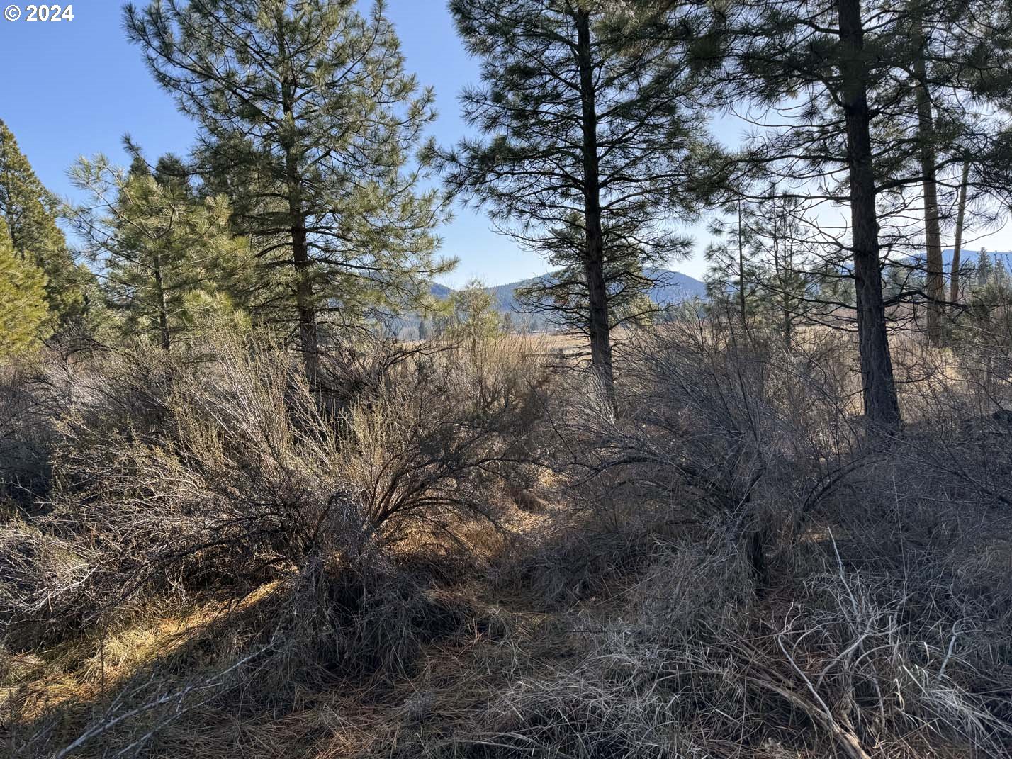 Copperfield Drive Chiloquin, OR 97624 - Photo 9 of 36 a view of a forest with lots of trees