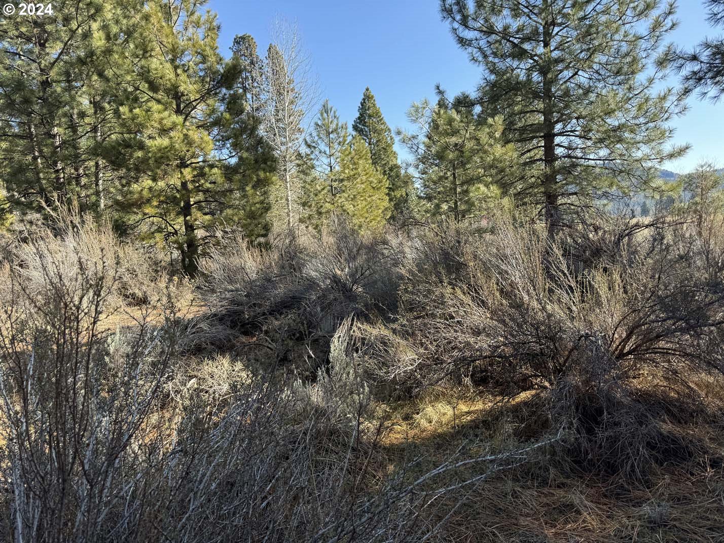Copperfield Drive Chiloquin, OR 97624 - Photo 10 of 36 a view of a forest with lots of trees