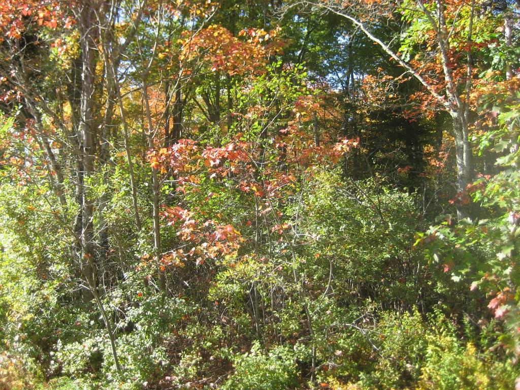 0 Billings Road Warren, ME 04864 - Photo 5 of 9 Land / Lot