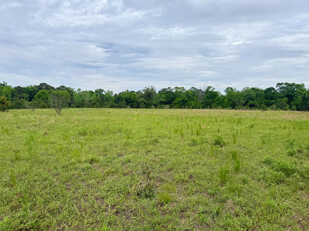 50-acres Dillard Road Pansey, AL 36370 - Photo 11 of 13