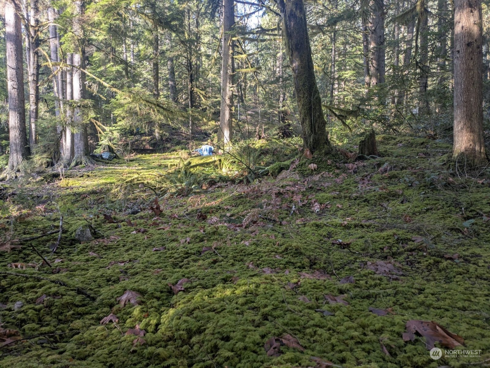 64368 Cascade River Road Marblemount, WA 98267 - Photo 14 of 18 Gallery Image 14