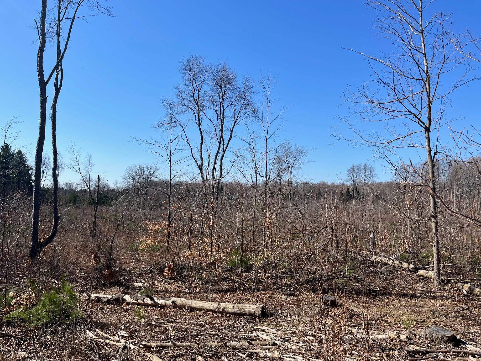 4 King Road, Unit LOT: 4 Benzonia, MI 49616 - Photo 4 of 12
