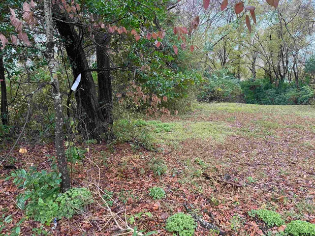 a big yard with lots of green space and plants