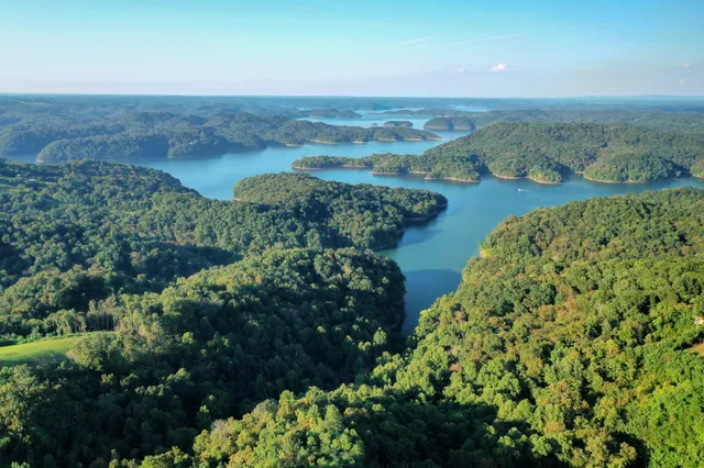 a plant in a field with lots of bushes