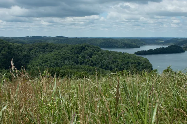 a view of a bunch of plants and trees