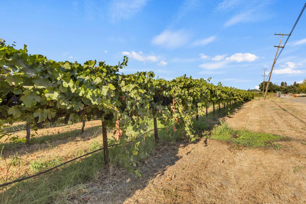 53140 South River Road Clarksburg, CA 95612 - Photo 47 of 66 a view of a yard with mountain view