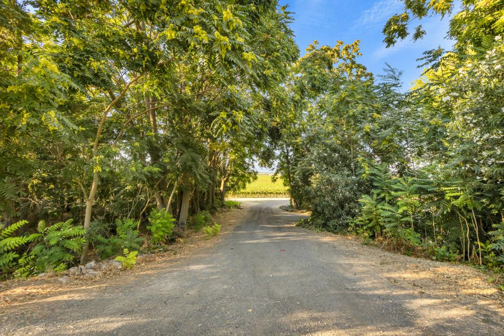 53140 South River Road Clarksburg, CA 95612 - Photo 50 of 66 a view of a yard with plants and trees