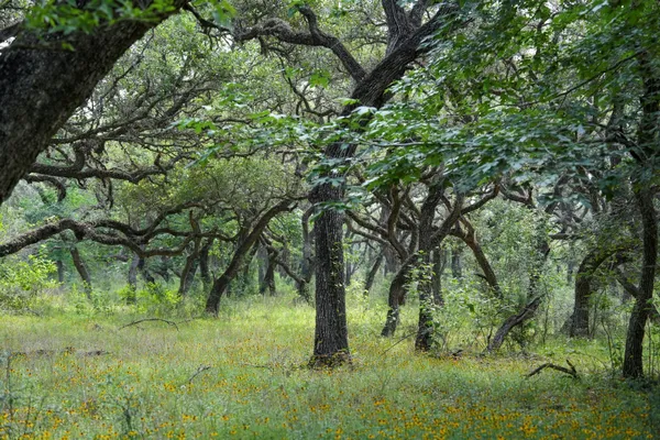 $359,900 | Lot 29 Shorebird Lane, Columbus, TX 78934