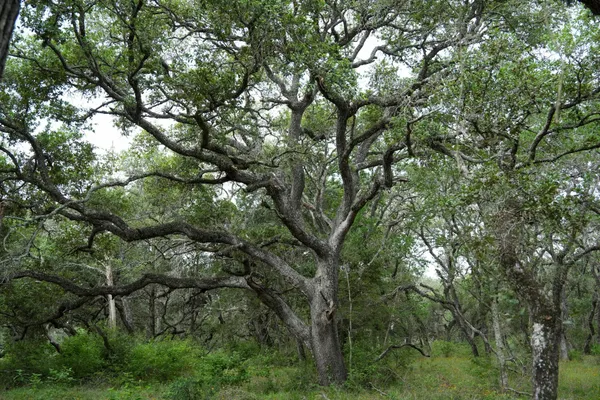 $359,900 | Lot 29 Shorebird Lane, Columbus, TX 78934