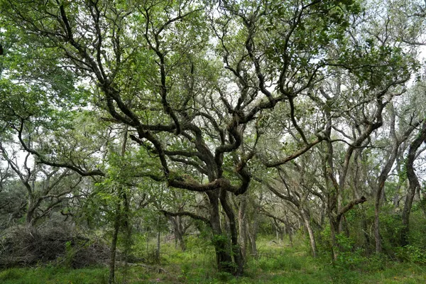 $359,900 | Lot 29 Shorebird Lane, Columbus, TX 78934