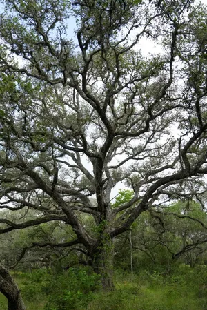 $359,900 | Lot 29 Shorebird Lane, Columbus, TX 78934
