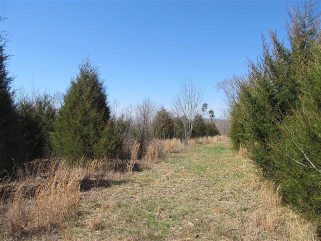365 Sickler Road Hohenwald, TN 38462 - Photo 4 of 6 Gallery Image 4