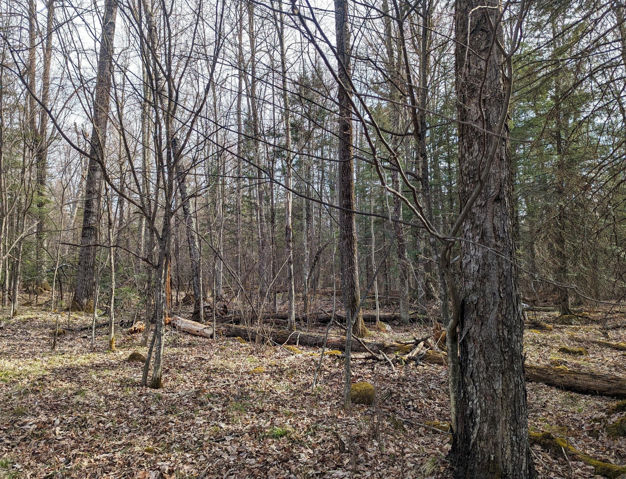 N12928 Lone Pine Road Fifield, WI 54524 - Photo 17 of 17 Gallery Image 17