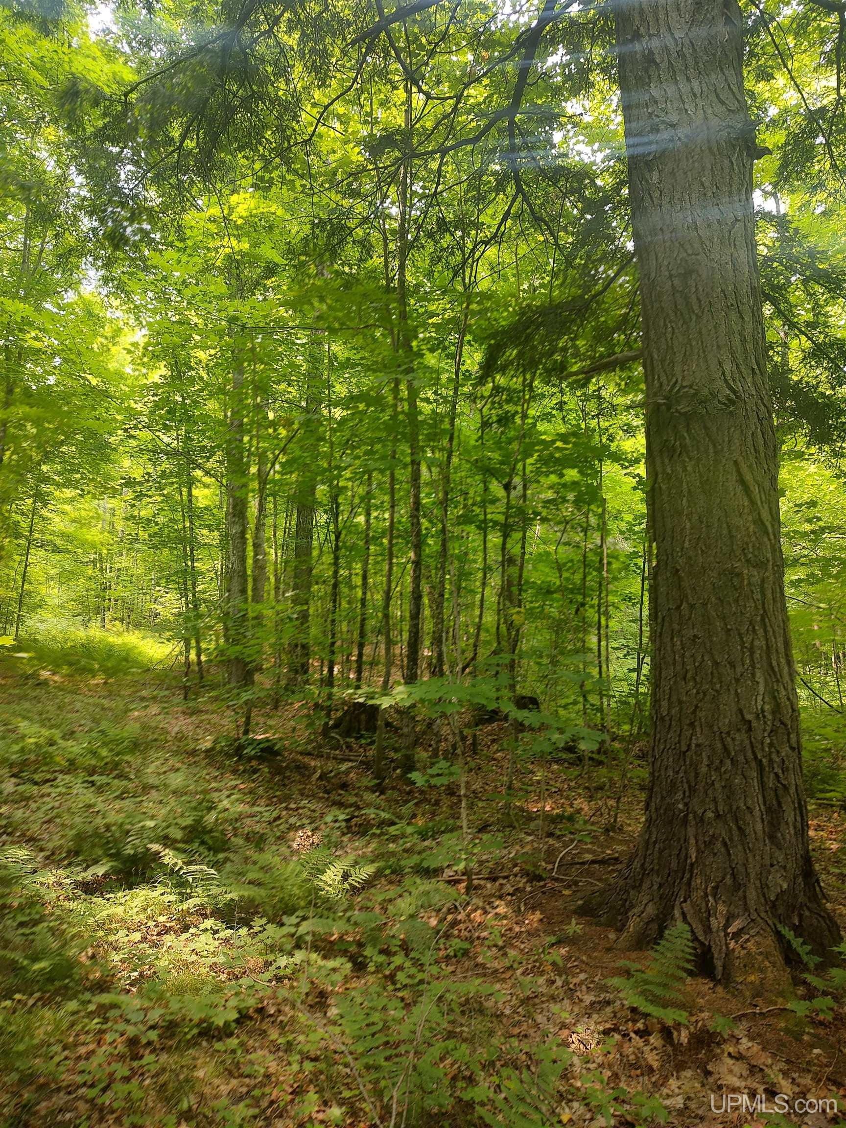 60-acres Sleepy Hollow Road Ishpeming, MI 49849 - Photo 17 of 29