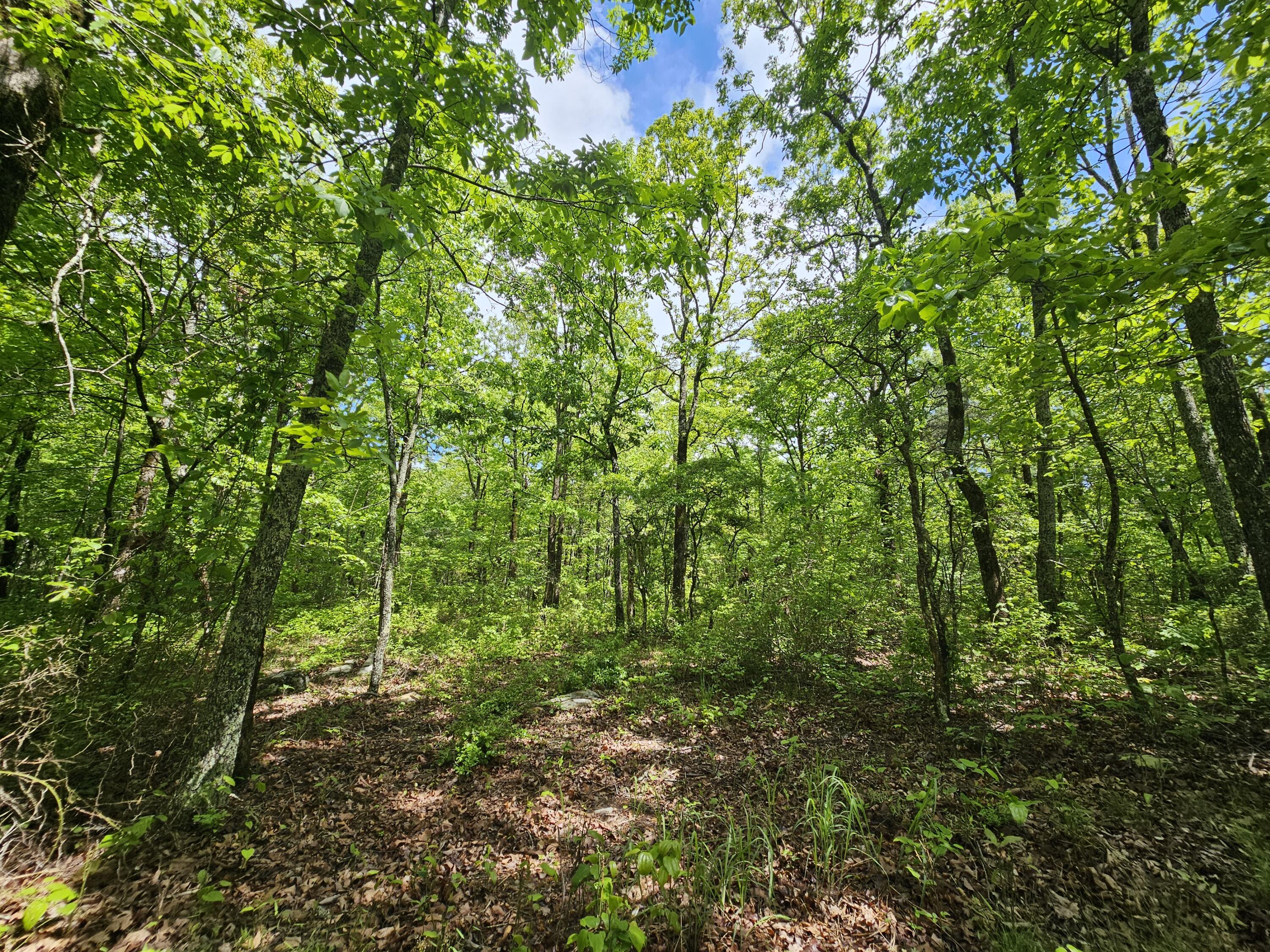 488 Hunters Trail Way, Unit 102 Altamont, TN 37301 - Photo 10 of 38 1000023469