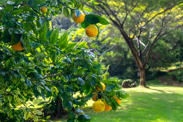 $3,200,000 | 4750 Uha Road, Unit 5, Kalaheo, HI 96741