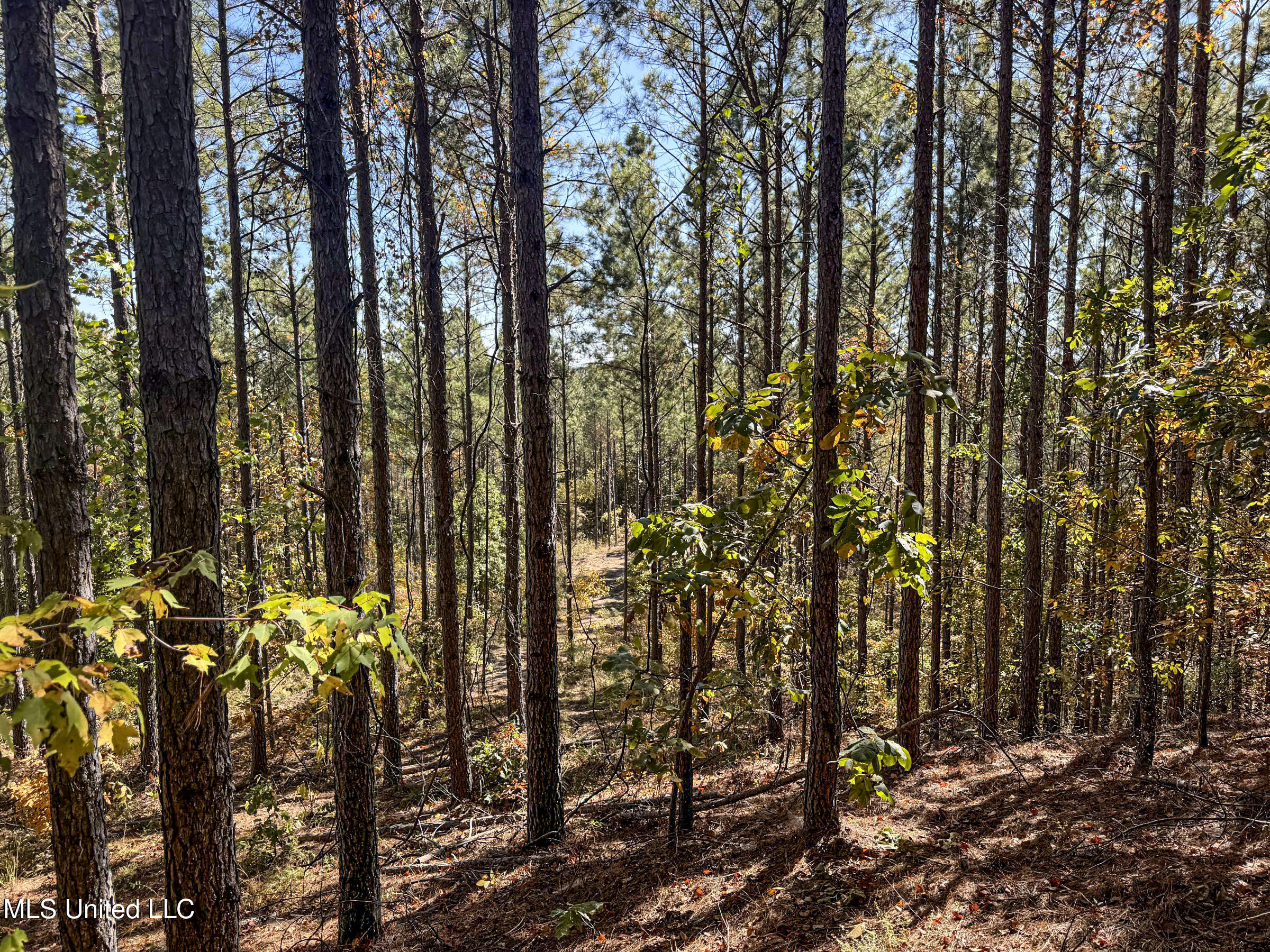 551 Country Road Coffeeville, MS 38922 - Photo 42 of 60 2dh15tc32