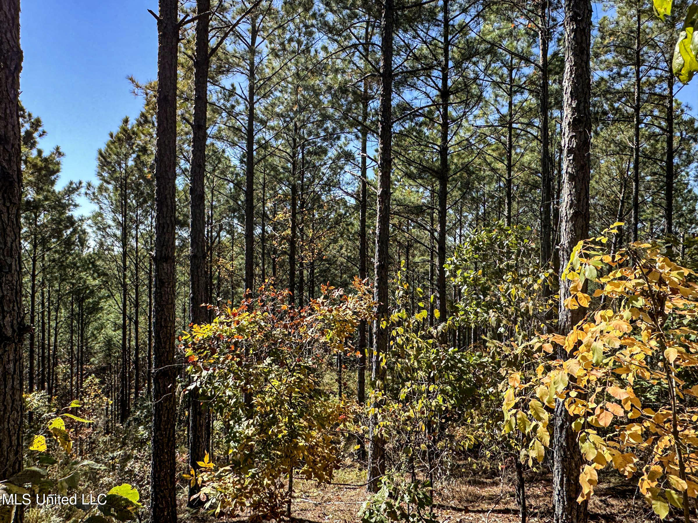 551 Country Road Coffeeville, MS 38922 - Photo 45 of 60 2dh15tc35
