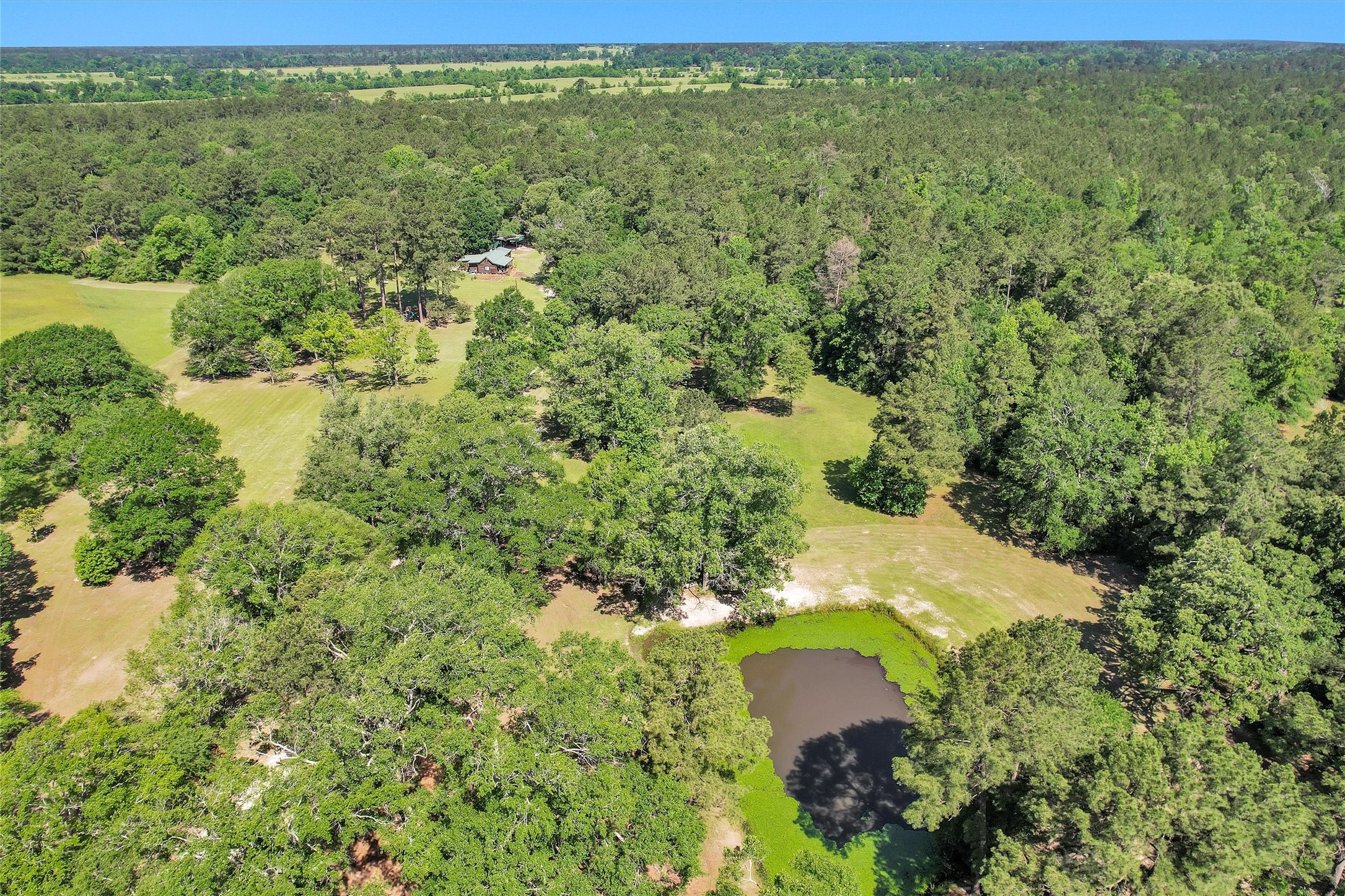 1356 Pegoda Ranch Road Groveton, TX 75845 - Photo 44 of 44 a view of a yard with plants and large trees