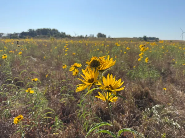 $260,000 | Tbd Tbd 44th Avenue Southeast, Blooming Prairie, MN 55917