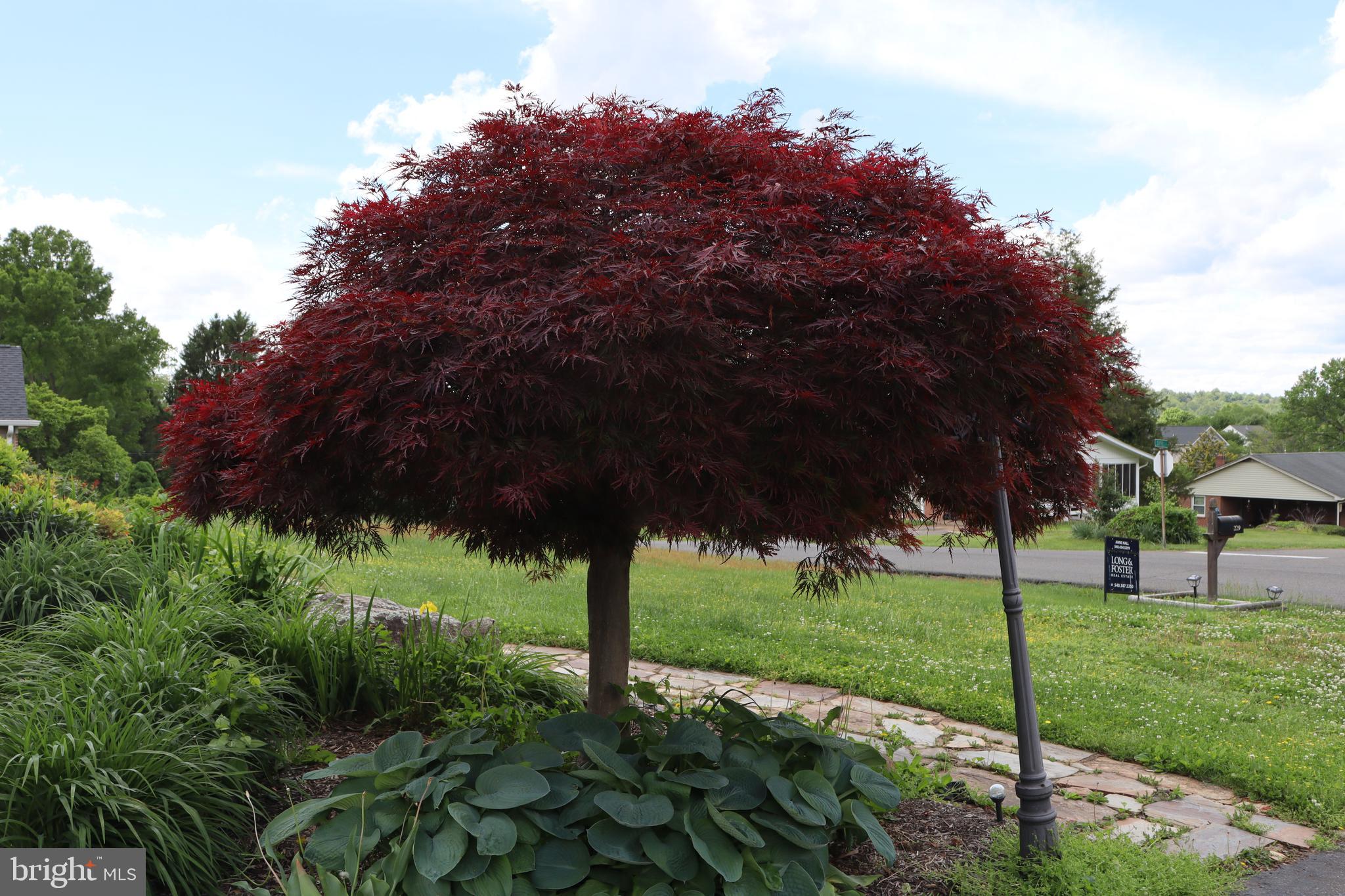 229 Dover Road Warrenton, VA 20186 - Photo 24 of 32 a view of a garden