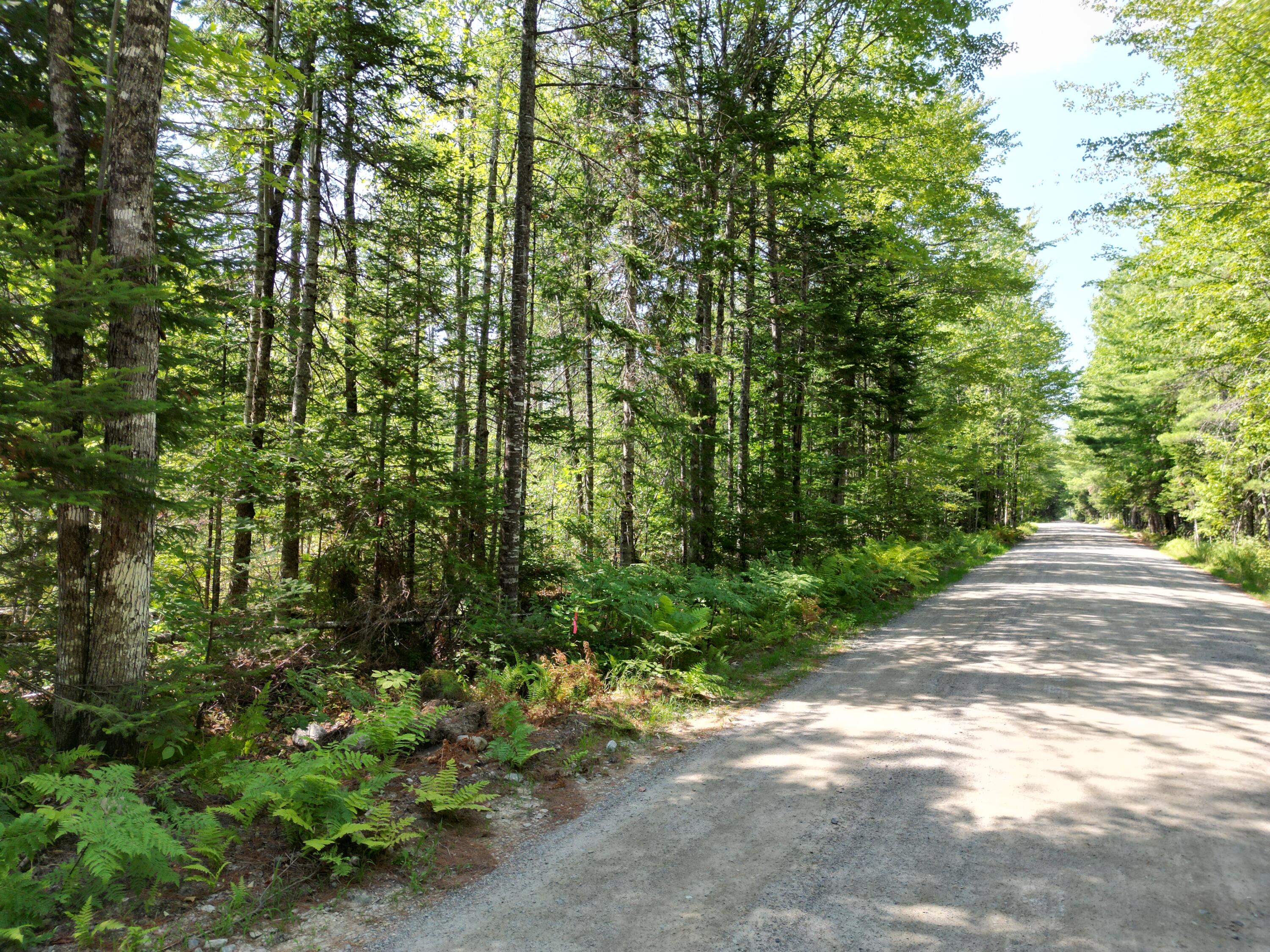 Lot 4 Fogg Brook Road Lowell, ME 04493 - Photo 6 of 14 DJI_0344