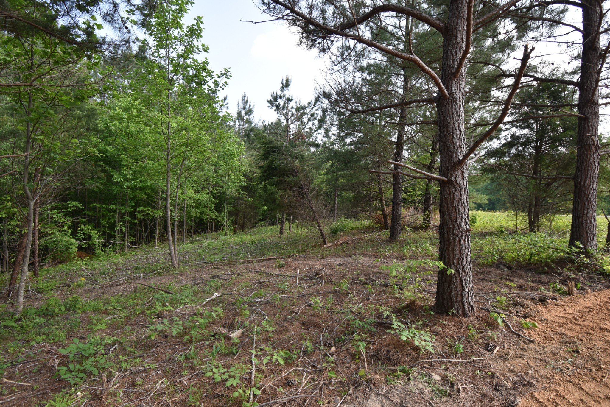 0 Howard Switch Road Hohenwald, TN 38462 - Photo 6 of 8 Gallery Image 6