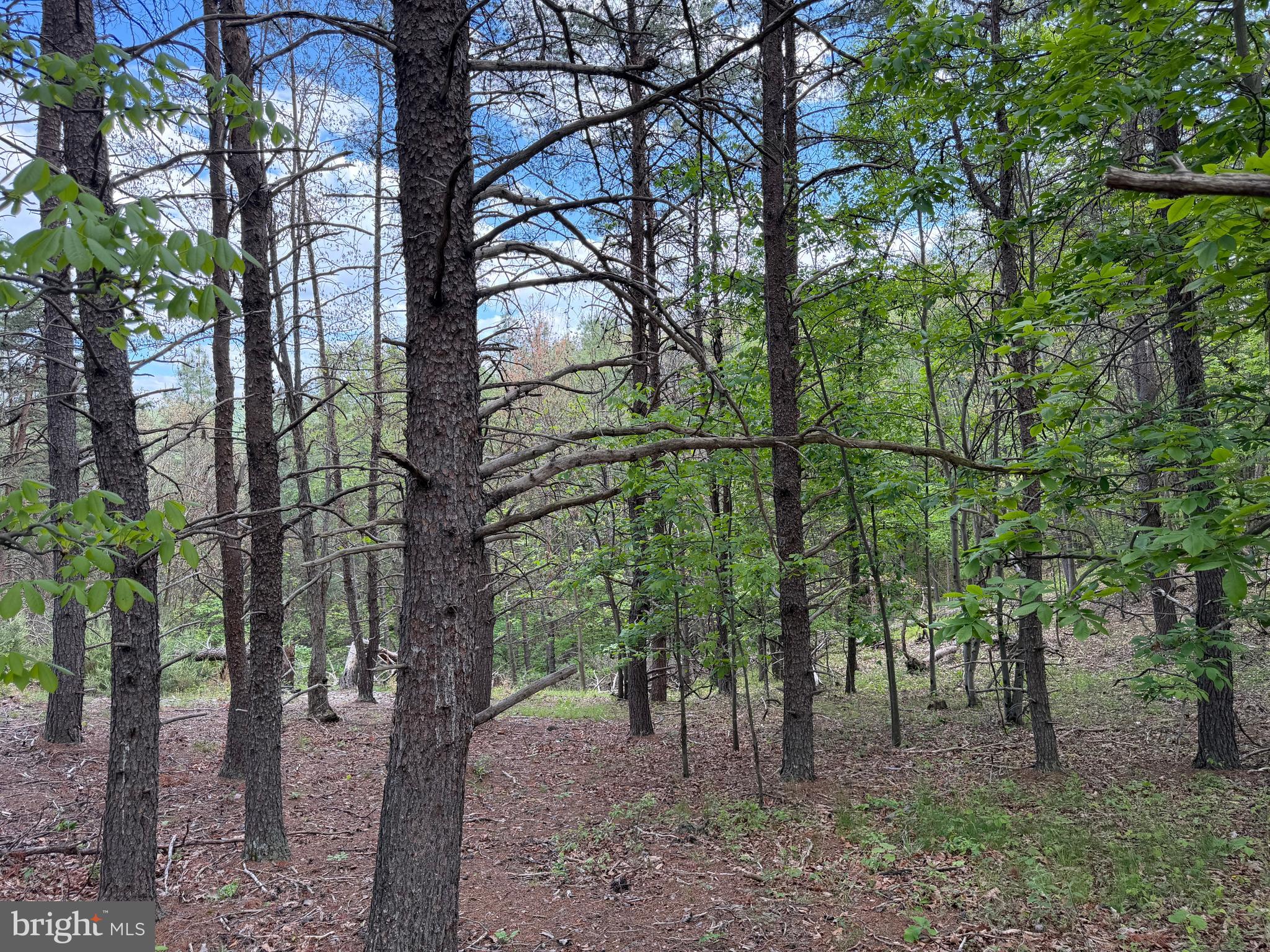 Green Ridge Dr Green Spring Springfield, WV 26763 - Photo 24 of 36