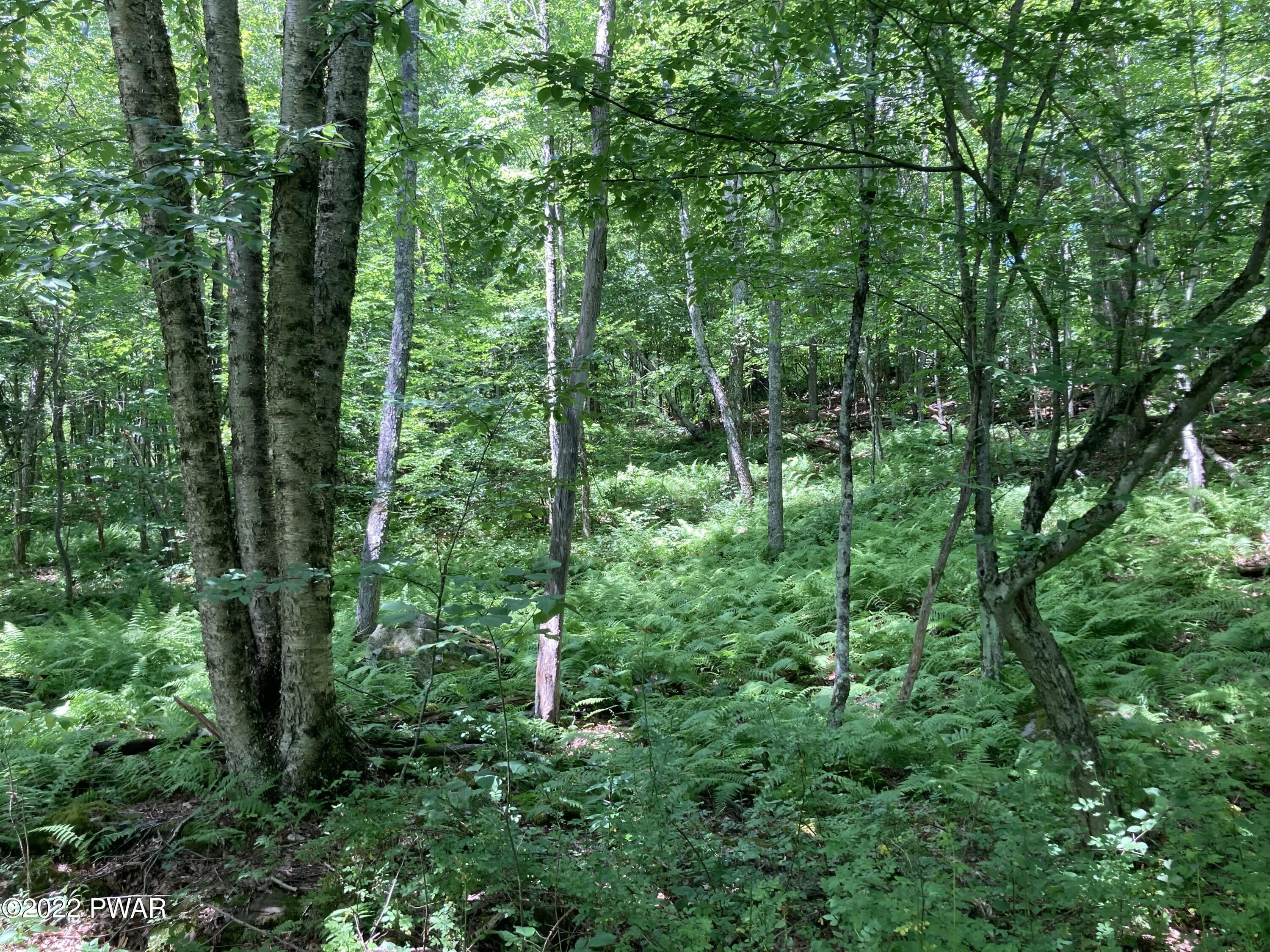 841 B Callicoon Road Damascus, PA 18415 - Photo 21 of 38 Stream Bottom area