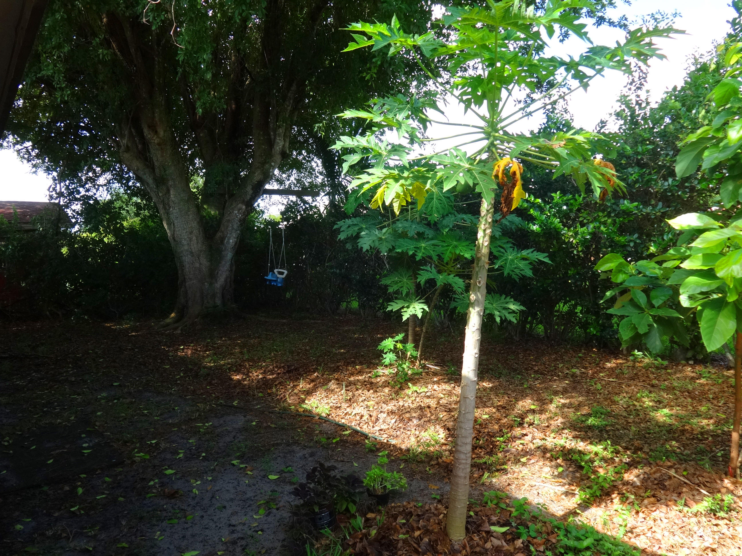23075 Lyons Road Boca Raton, FL 33428 - Photo 8 of 10 backyard