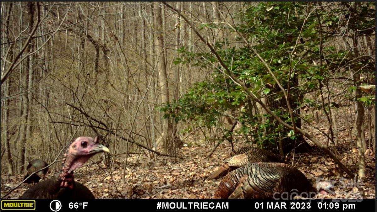 0 Hendren Road Moravian Falls, NC 28654 - Photo 15 of 16