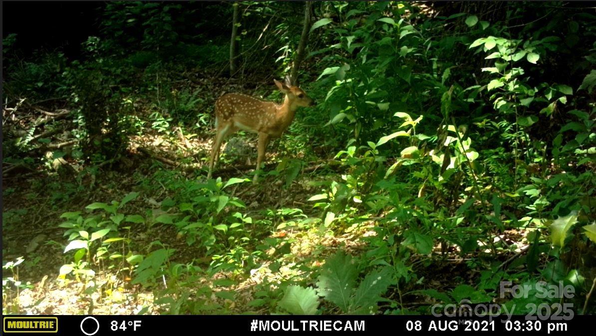 0 Hendren Road Moravian Falls, NC 28654 - Photo 16 of 16