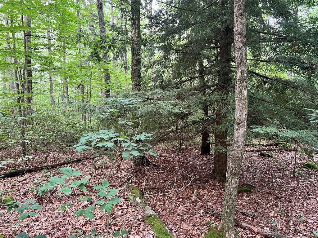 0 Back Road Confluence, PA 15424 - Photo 21 of 24 a view of a forest that has large trees
